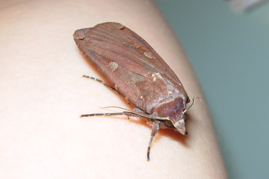 Noctua pronuba